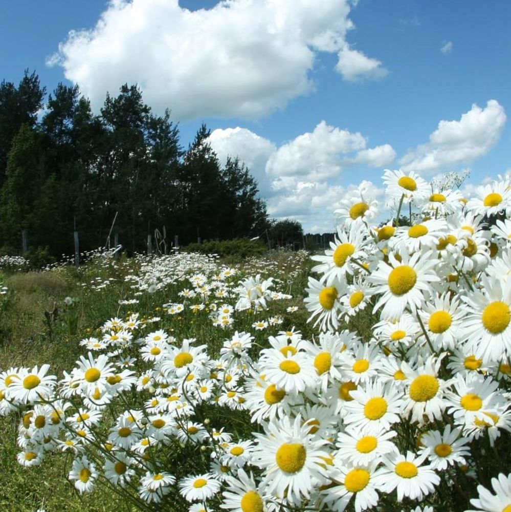 Meet your Posher, Mayela